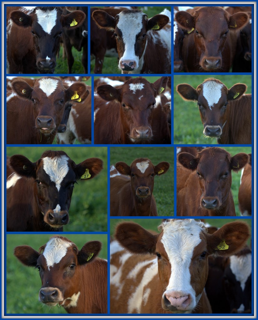 Ayrshire cattle by dide