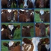 Ayrshire cattle by dide