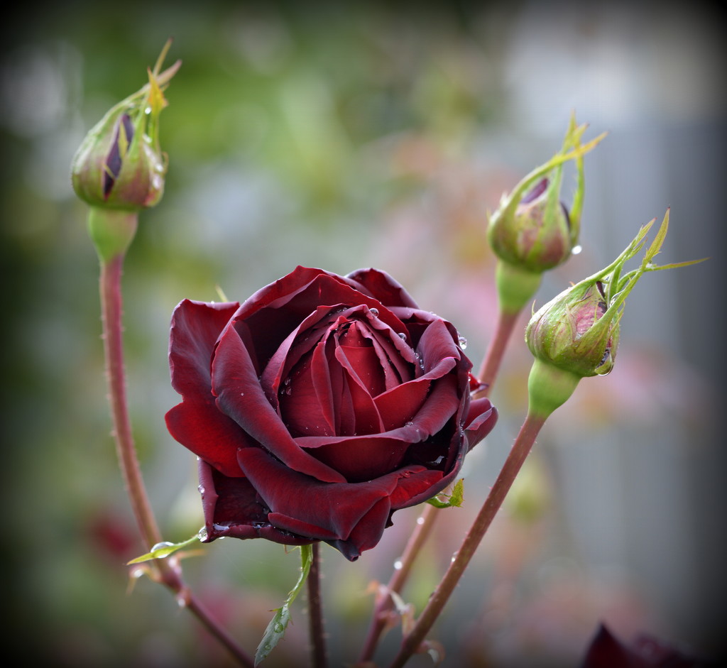 Red, Red, Rose_DSC1348 by merrelyn