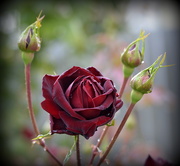 2nd May 2016 - Red, Red, Rose_DSC1348