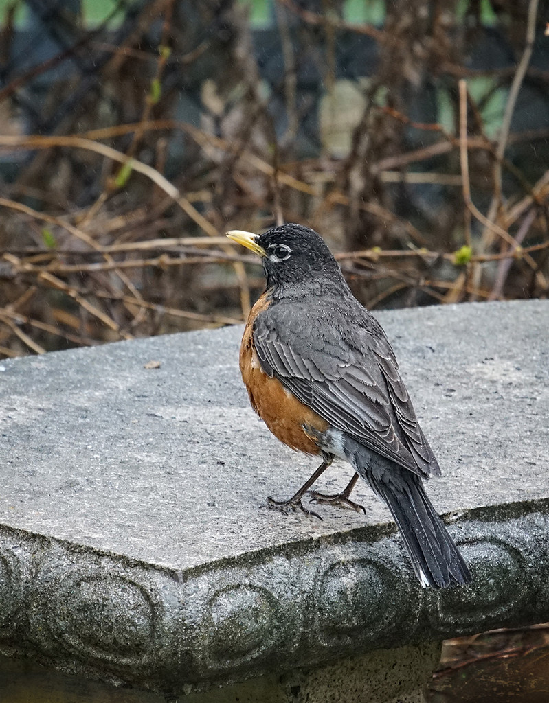 Robin on a Rainy Day by gardencat
