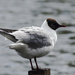 Fluffed up gull on a post. by davidrobinson