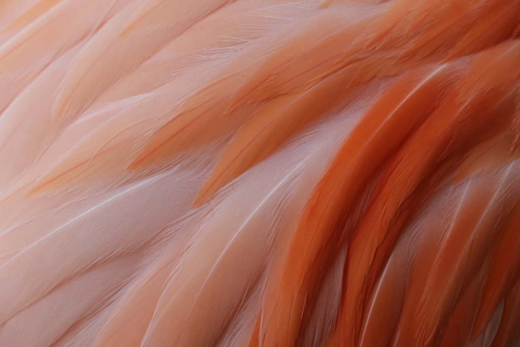 Flamingo Fire by darylo