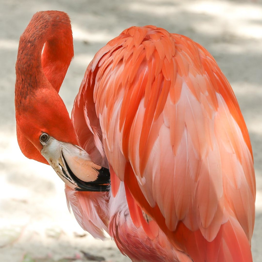 Flamingo by darylo