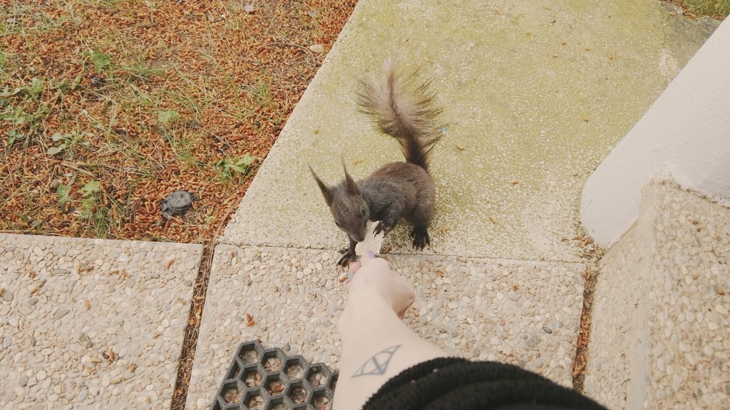 feeding squirrels by nami