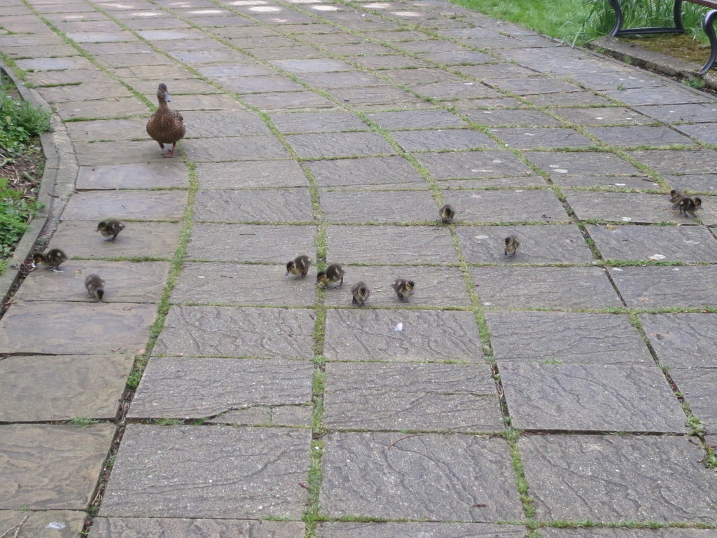 Twelve Little Ducklings by davemockford
