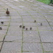 Twelve Little Ducklings by davemockford