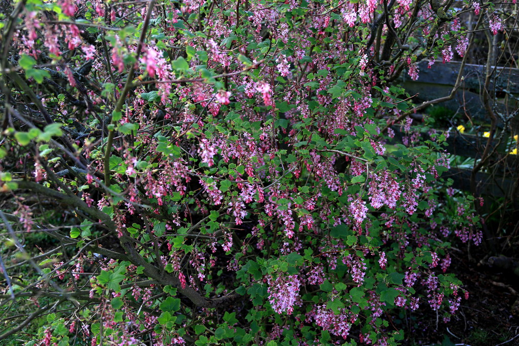 Flowering Currant by lifeat60degrees