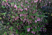 2nd May 2016 - Flowering Currant
