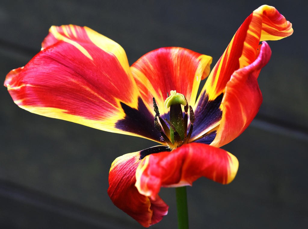 Tulip Swansong by davidrobinson
