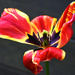 Tulip Swansong by davidrobinson