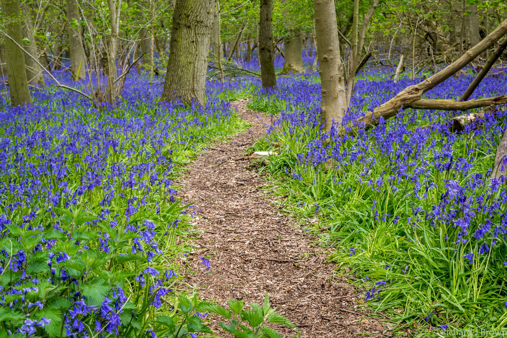 Bluebell Trail by rjb71