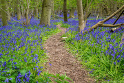 2nd May 2016 - Bluebell Trail