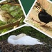Robin, Blackbird, Swan by oldjosh