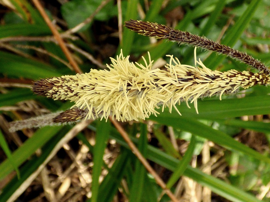 Pendulous Sedge (Carex pendula) by julienne1