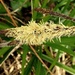 Pendulous Sedge (Carex pendula) by julienne1