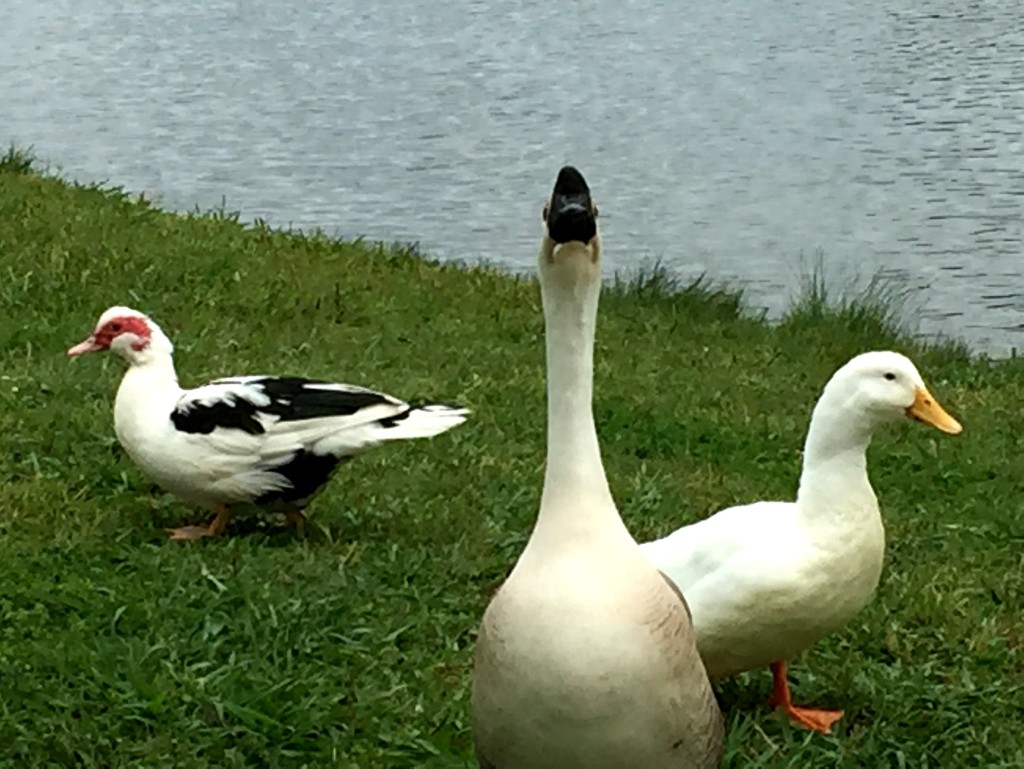 Duck Duck Goose by 365projectorgkaty2