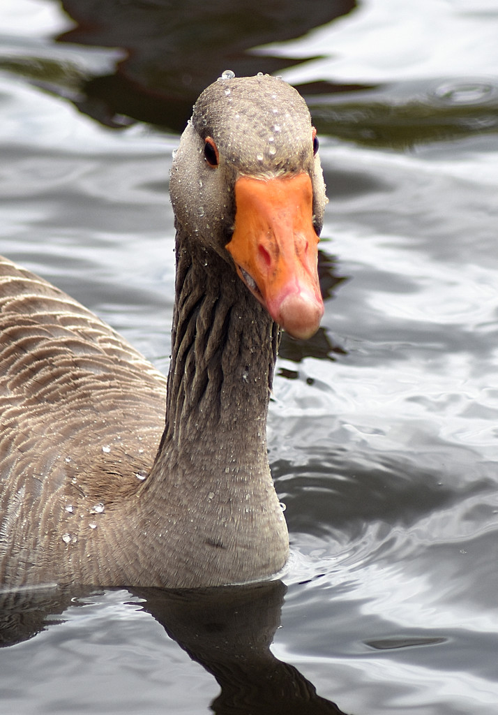 Greylag goose swimming by davidrobinson