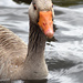 Greylag goose swimming by davidrobinson