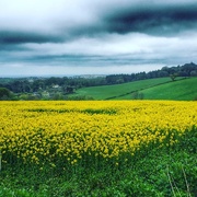 2nd May 2016 - Spring Field