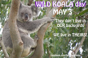3rd May 2016 - wild koala day