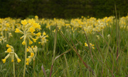 2nd May 2016 - Cowslips v2