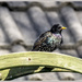 Starling-2 by pcoulson