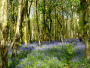 30th Apr 2016 - Bluebell woods...