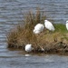  Little Egrets  by susiemc