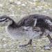 Duckling by tonygig