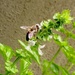 Marljiva pčela by vesna0210