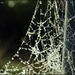 Crystal web by yorkshirekiwi