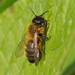 HONEY BEE - ONE by markp