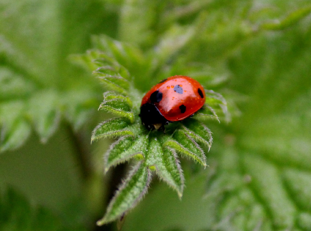 Lonely Ladybird. by wendyfrost