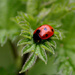 Lonely Ladybird. by wendyfrost