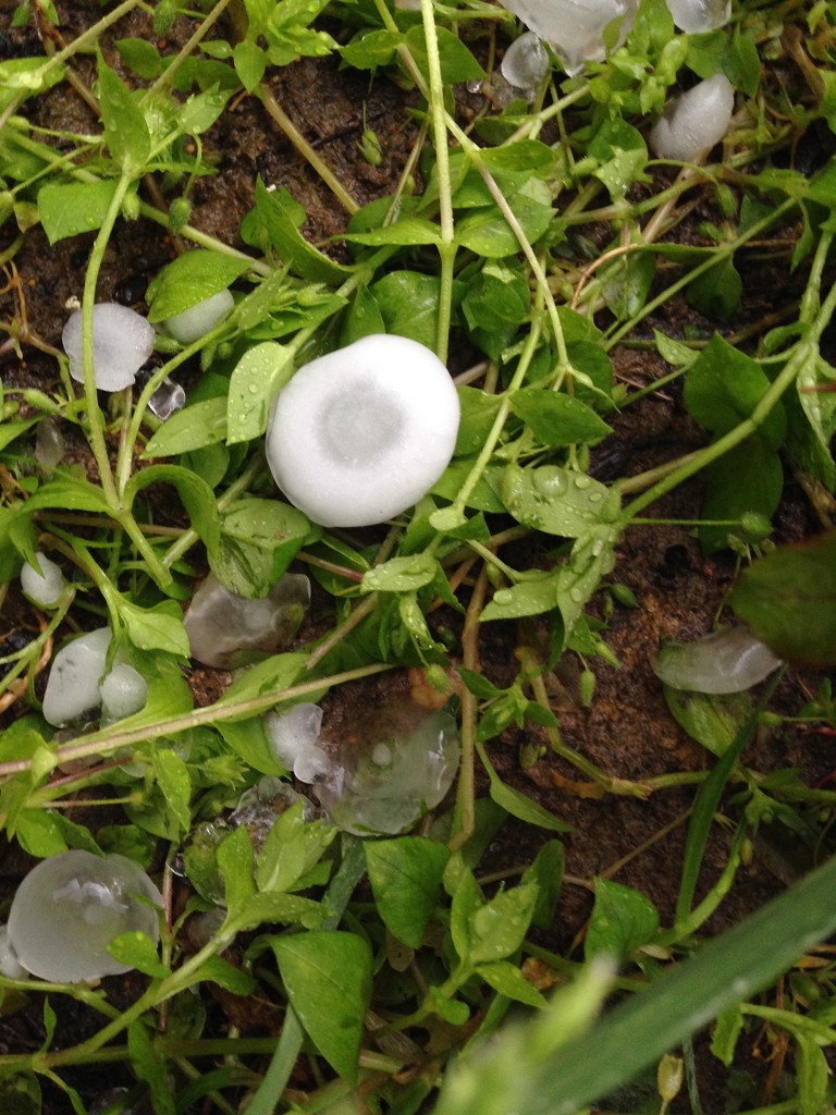hail! by wiesnerbeth