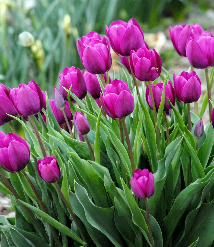 Tulips in the Garden by genealogygenie