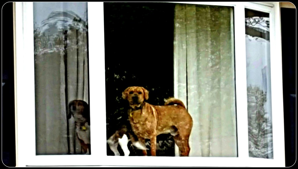 Dogs in the Window by jo38