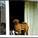 Dogs in the Window by jo38