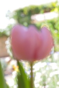 29th Apr 2016 - crazy bokeh tulip