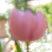 crazy bokeh tulip by blueberry1222