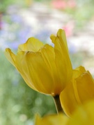 29th Apr 2016 - yellow tulips
