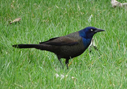 2nd May 2016 - Common Grackle