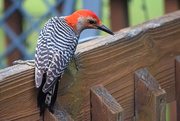 2nd May 2016 - Red-bellied Woodpecker