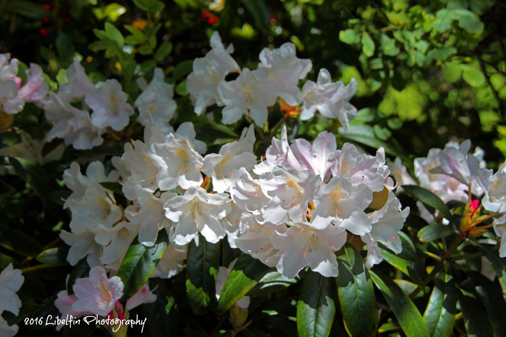 Azaleas.....I think by kathyo