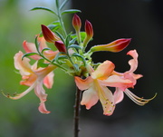 3rd May 2016 - Native azaleas, Magnolia Gardens, Charleston, SC