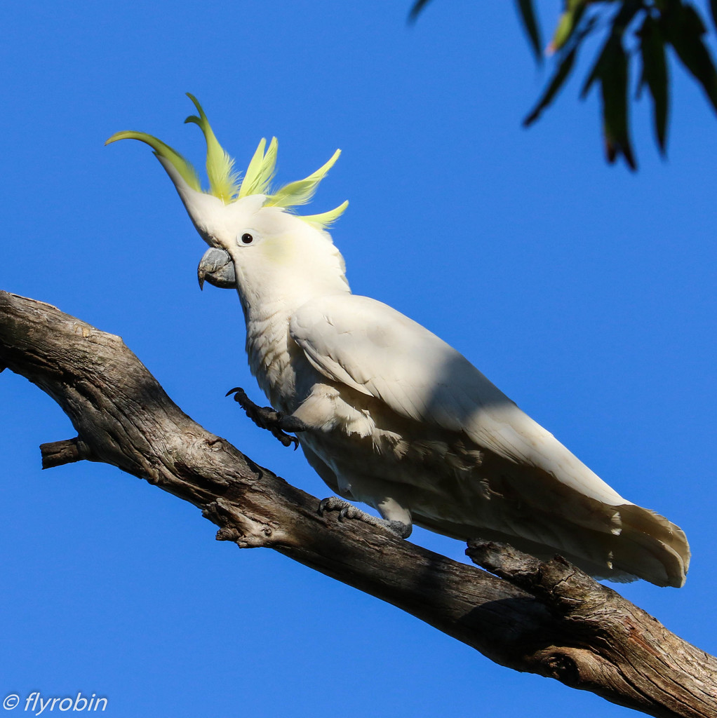 Doing the cockatoo walk by flyrobin