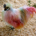 Rainbow Chook by onewing