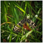 2nd May 2016 - Tiger Moth