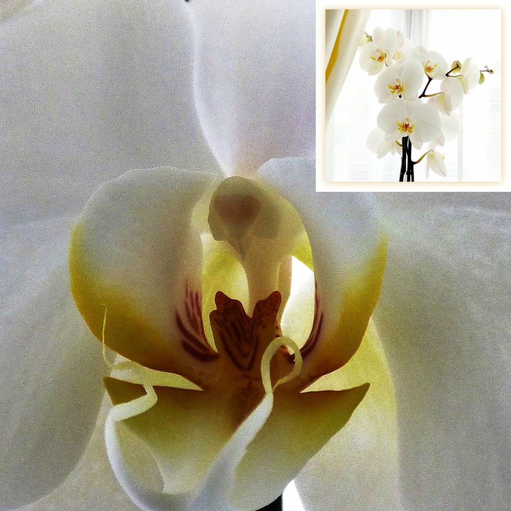 Orchid  by beryl
